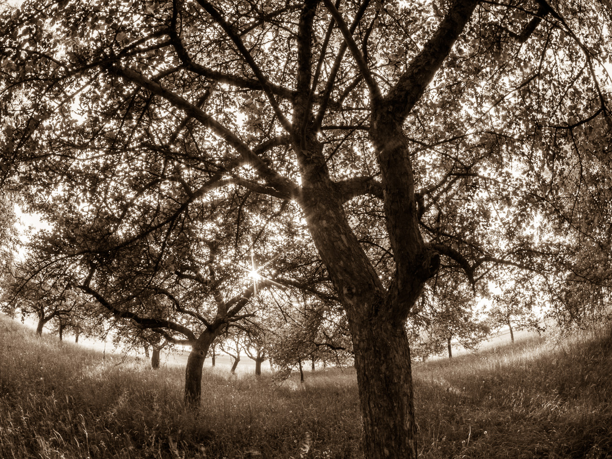 Galeriebild