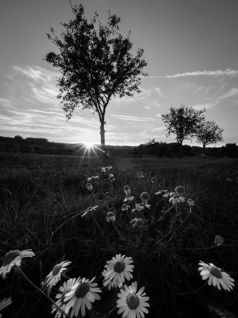 Galeriebild