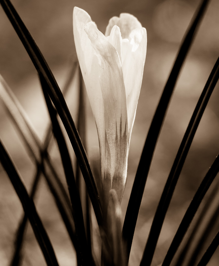 Galeriebild