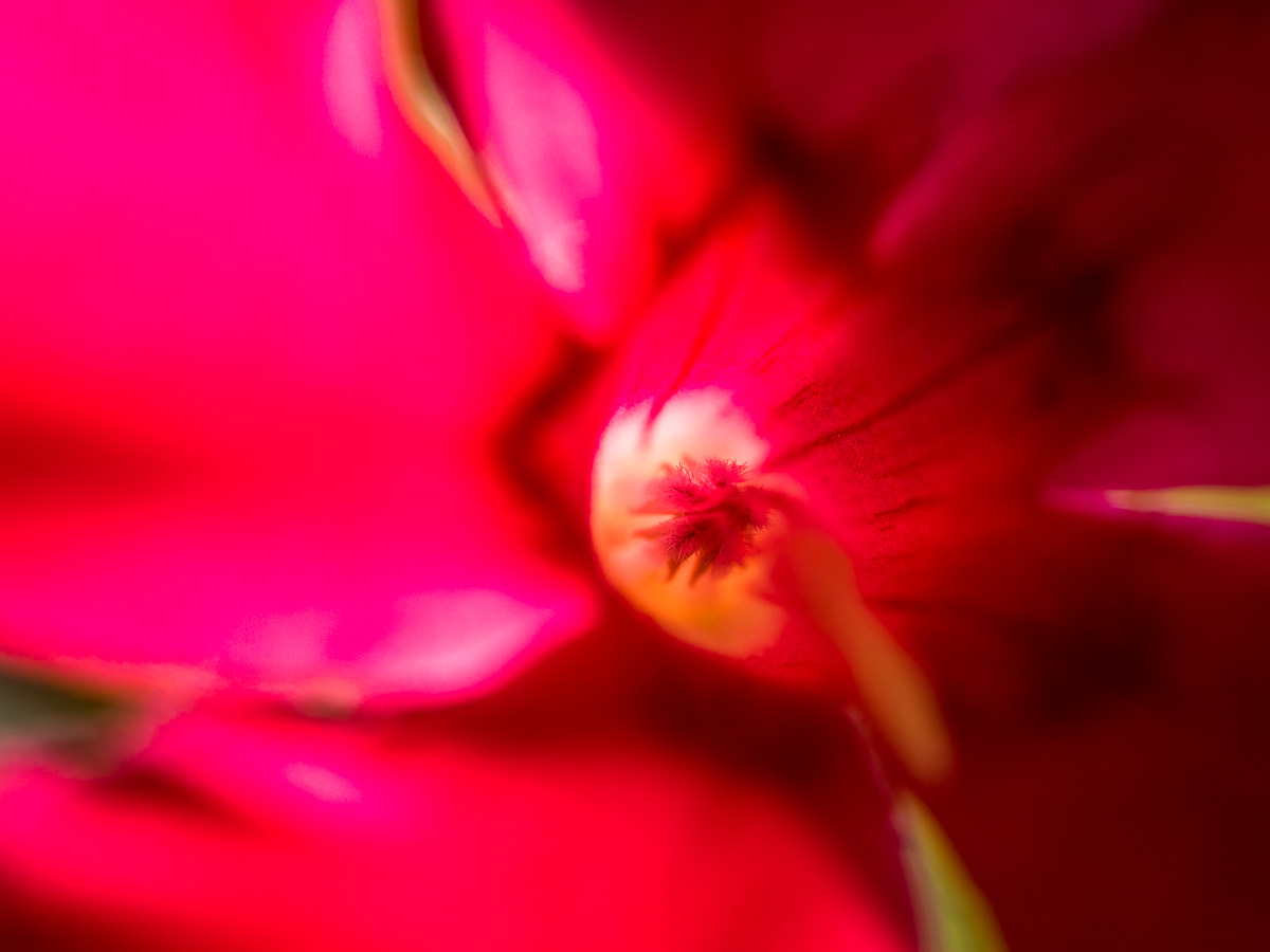 Galeriebild