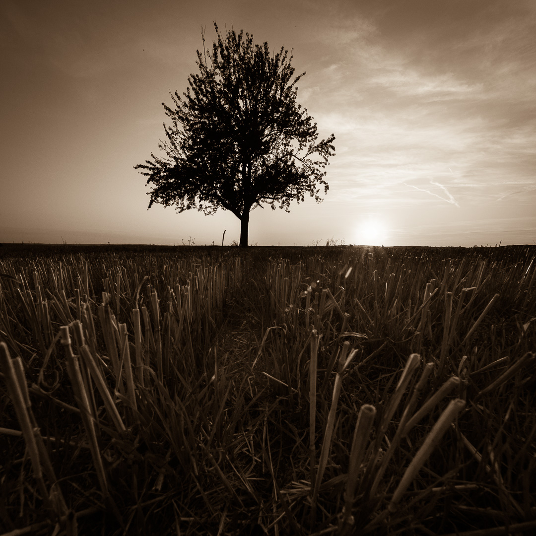 Galeriebild