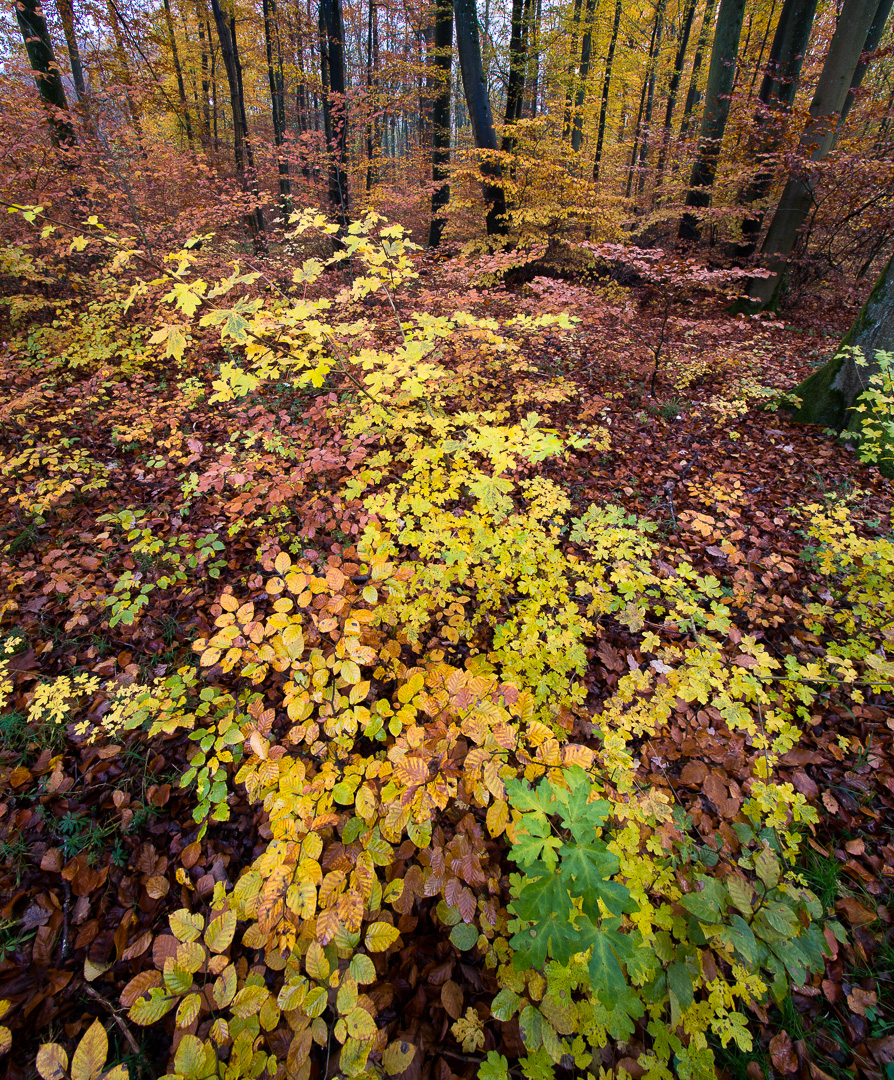 Galeriebild