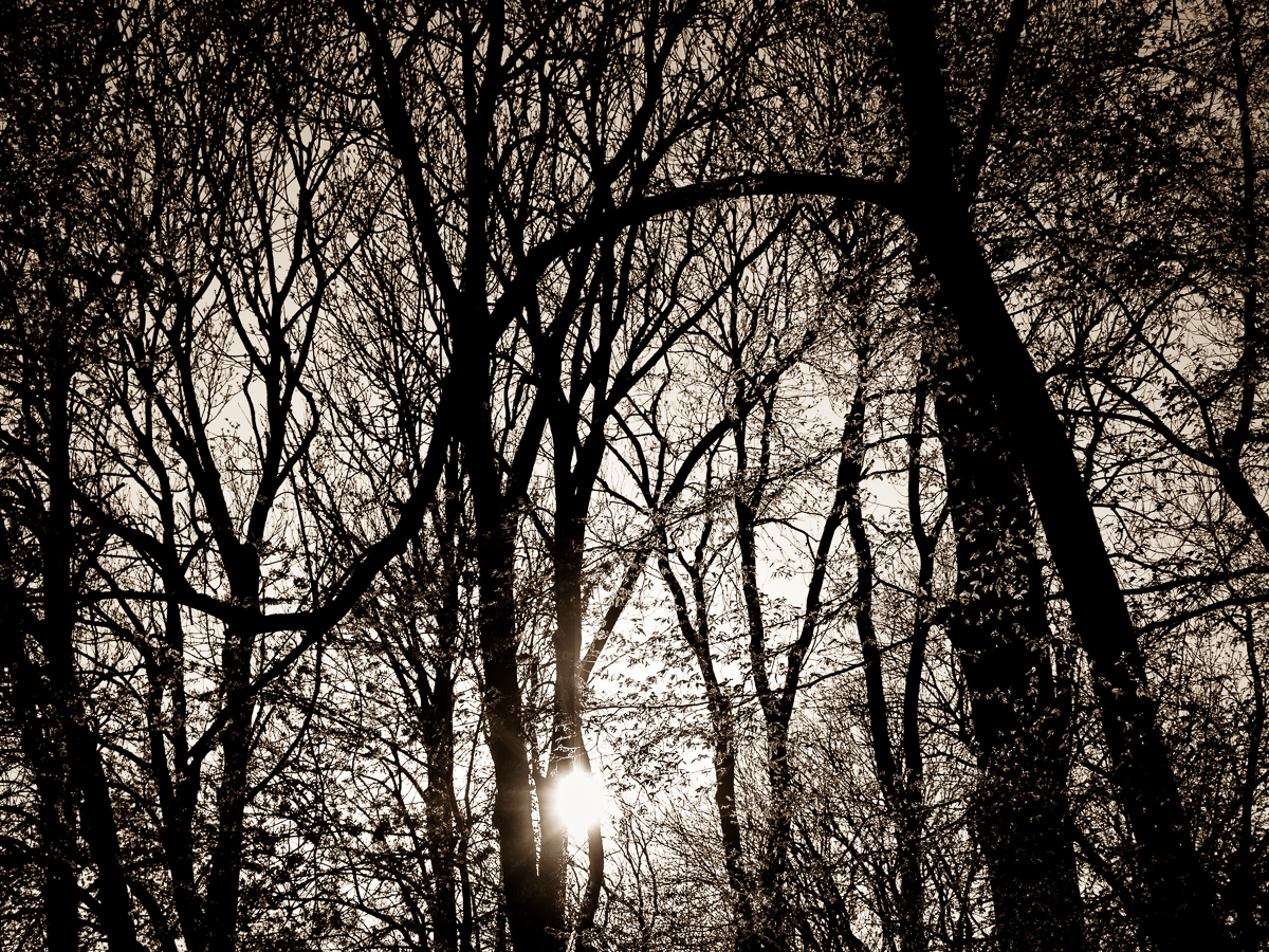 Galeriebild