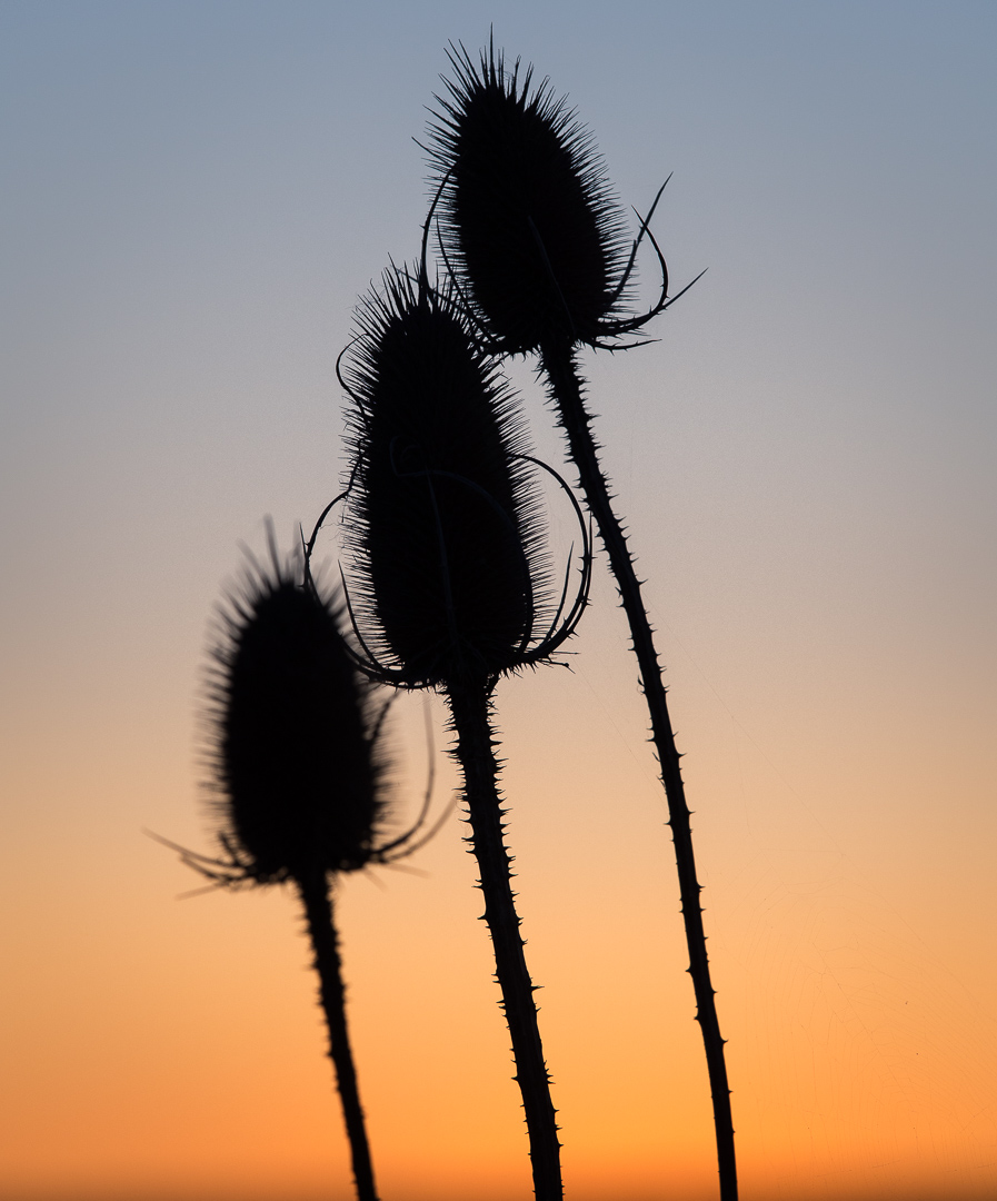 Galeriebild