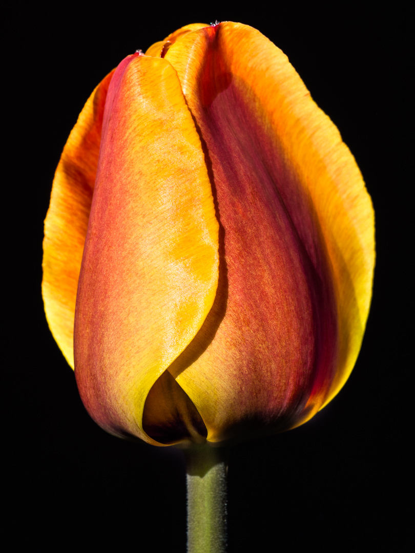 Galeriebild
