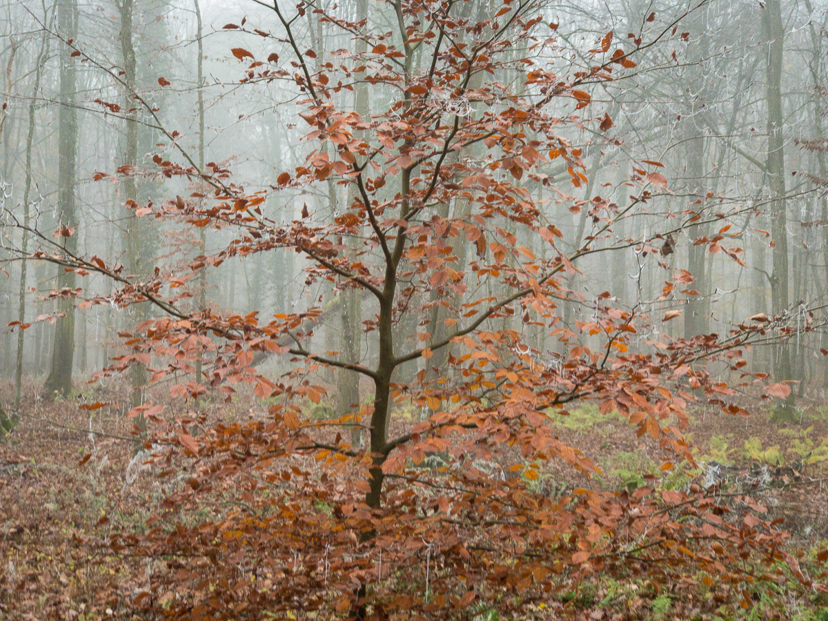 Galeriebild