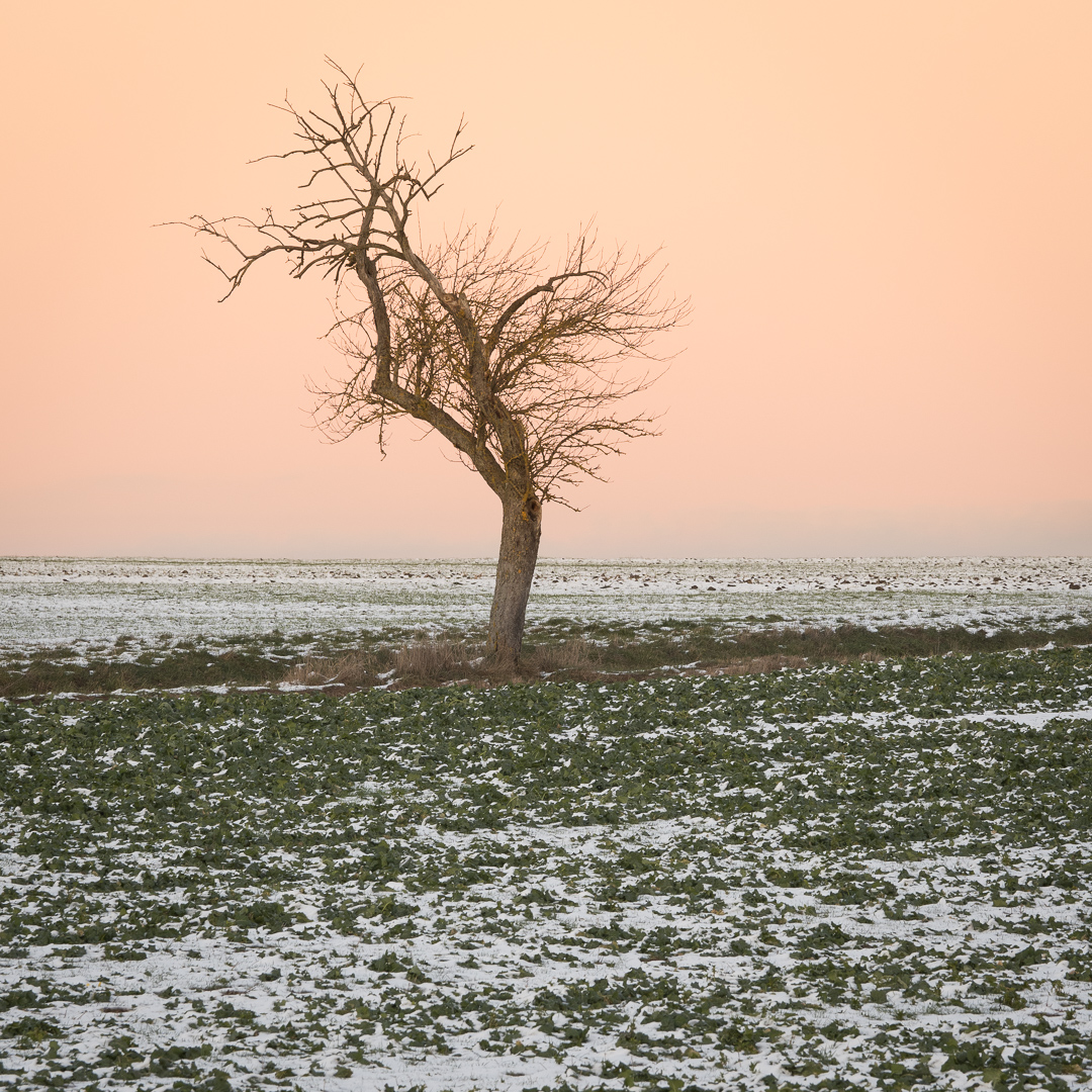 Galeriebild