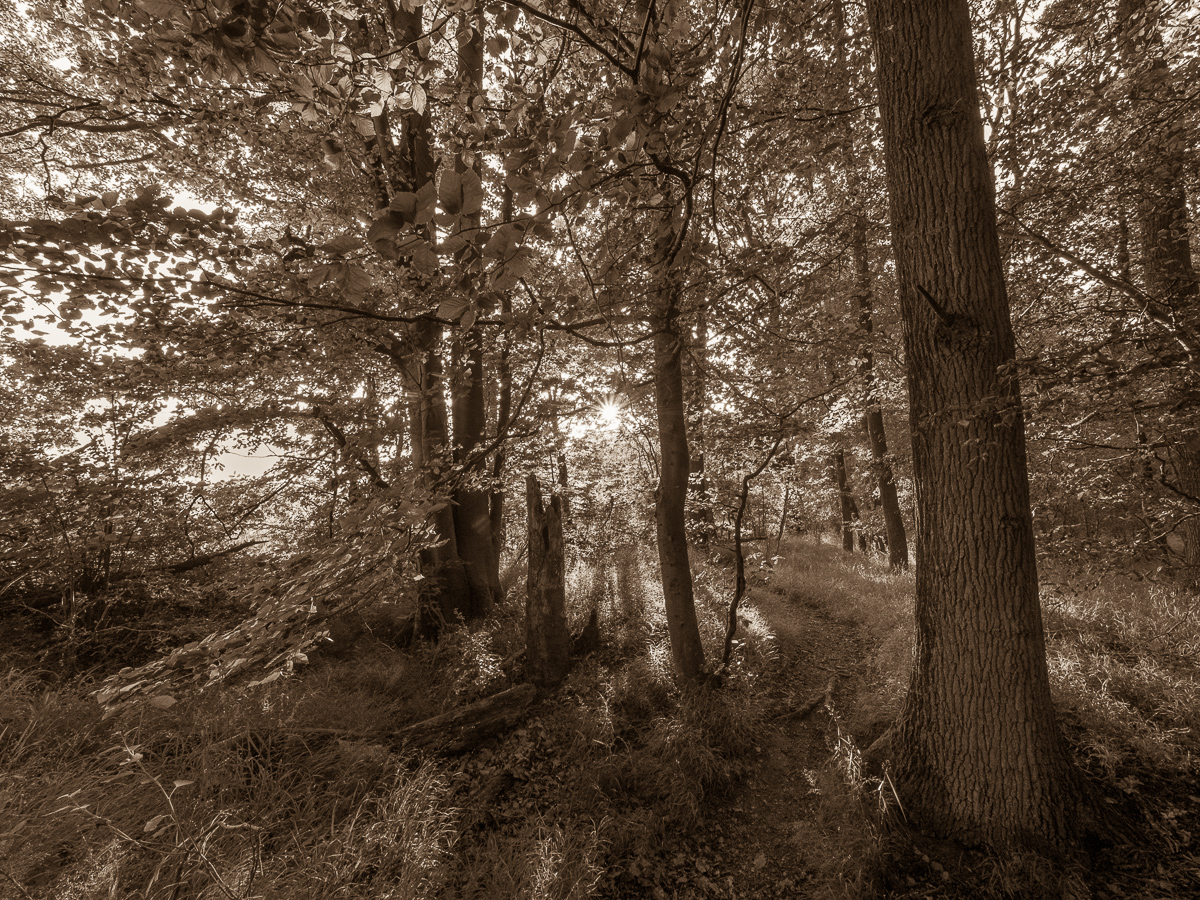 Galeriebild