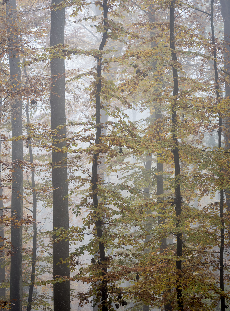Galeriebild