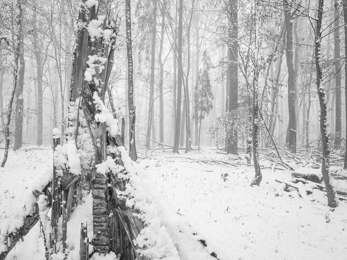Galeriebild