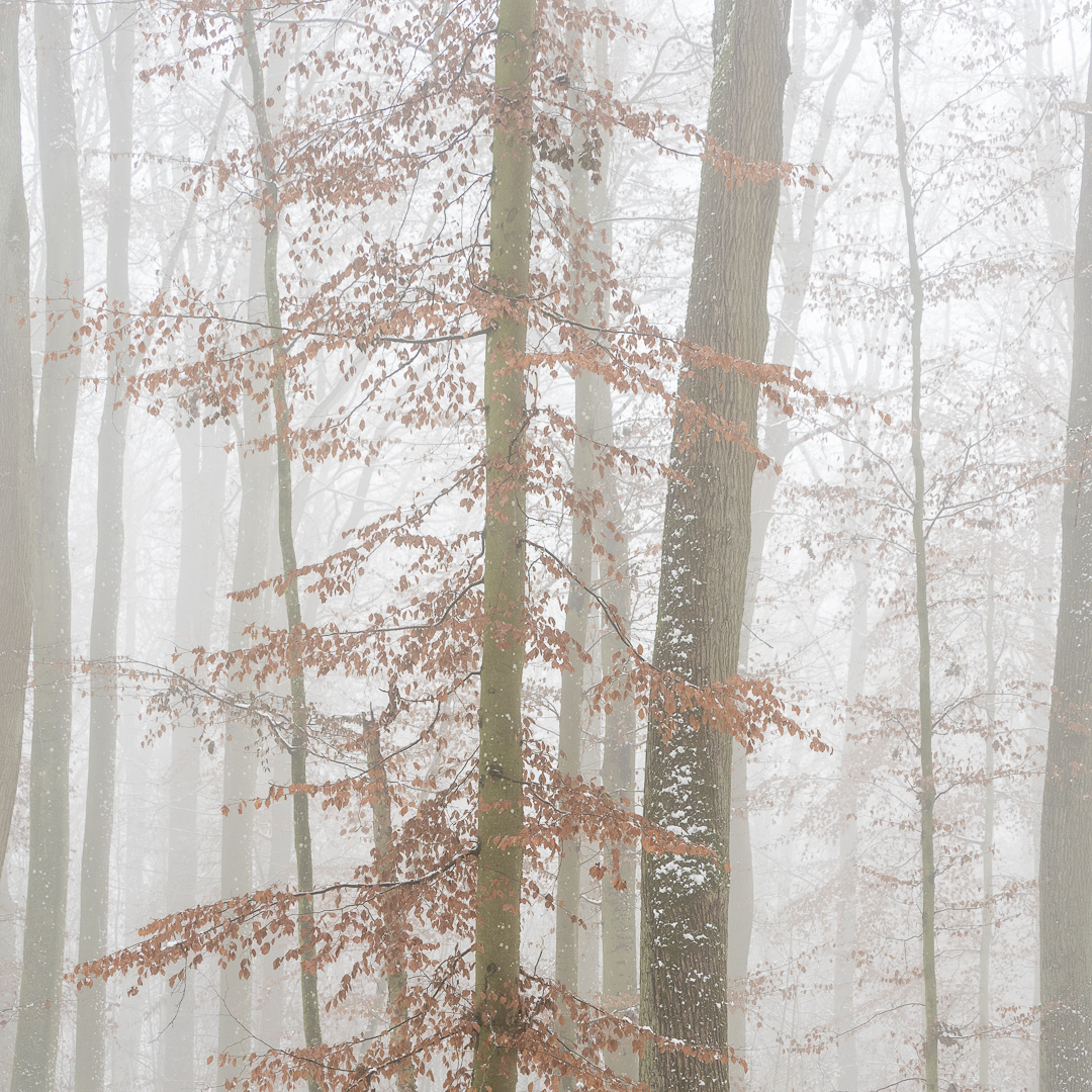 Galeriebild