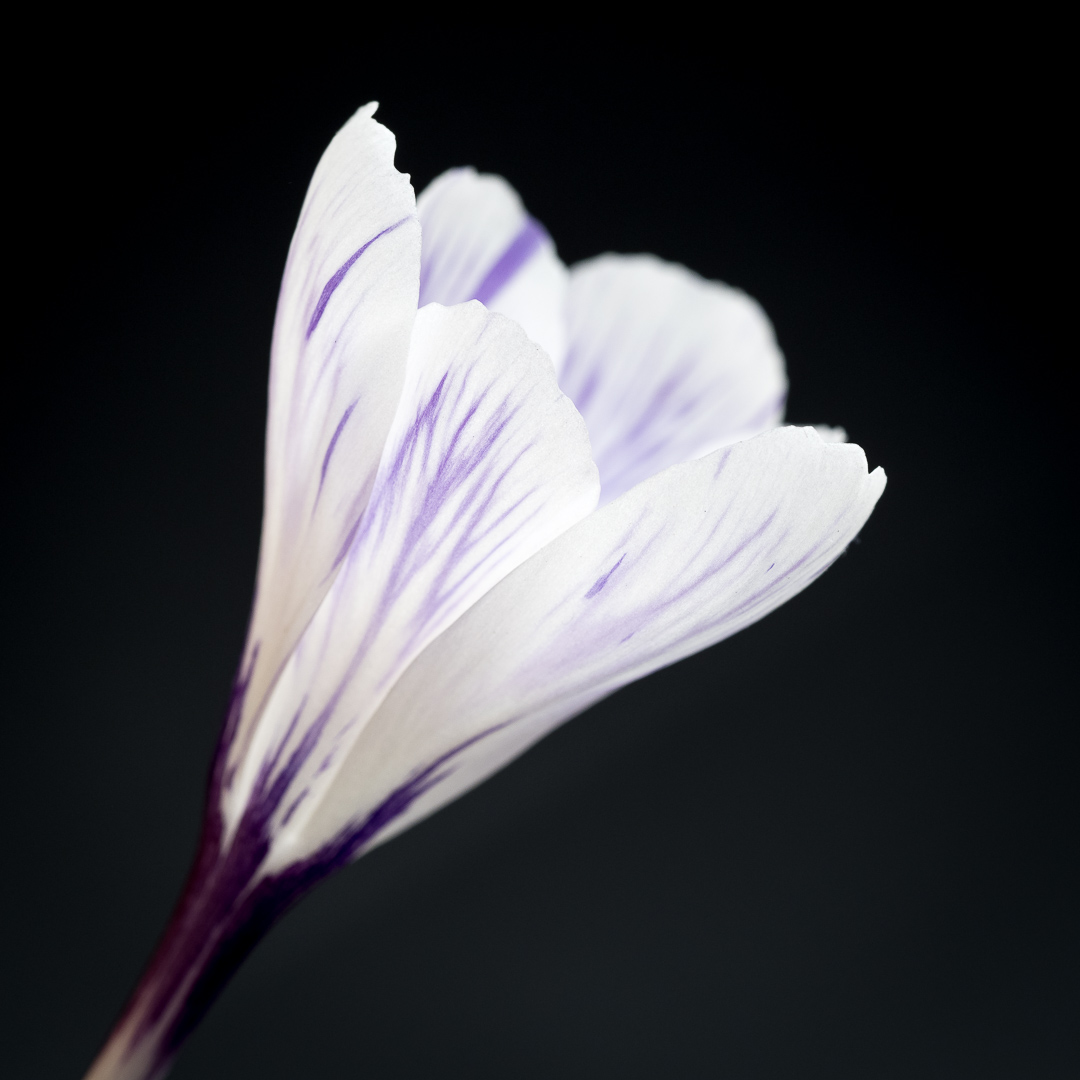 Galeriebild
