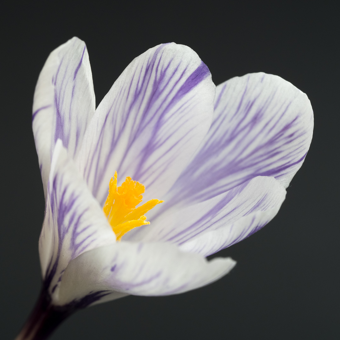 Galeriebild