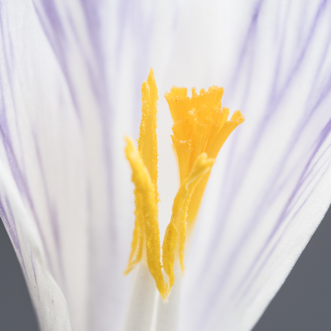 Galeriebild