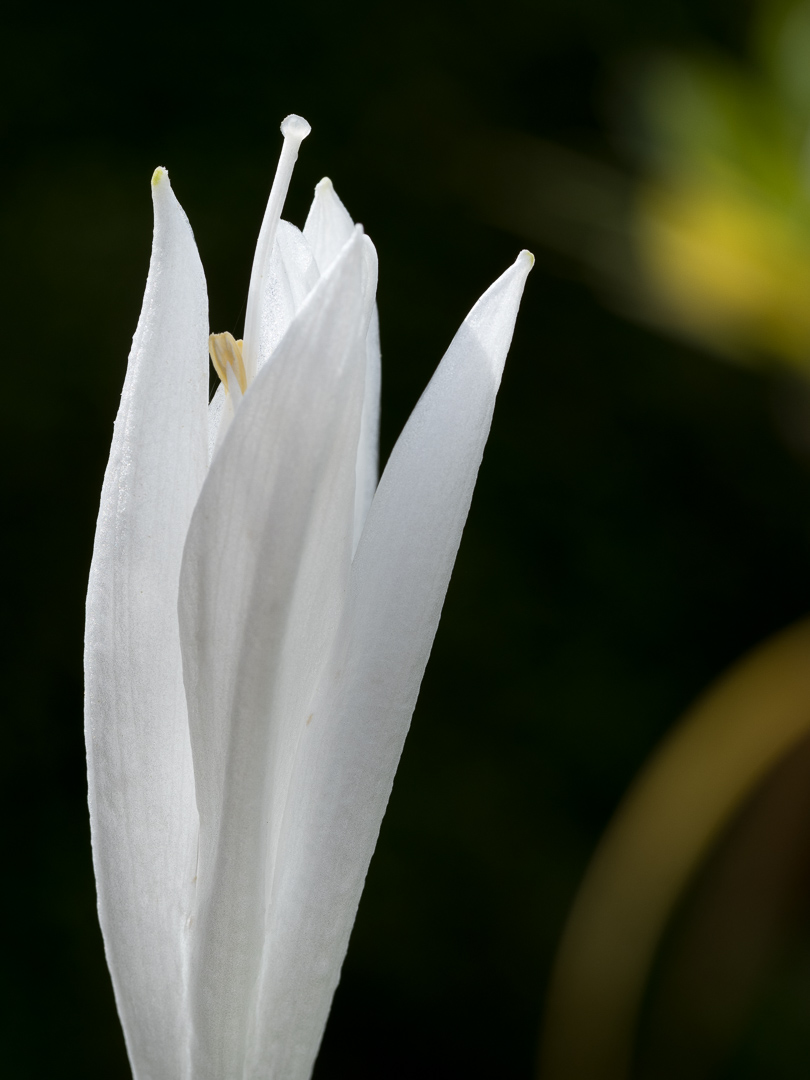 Galeriebild