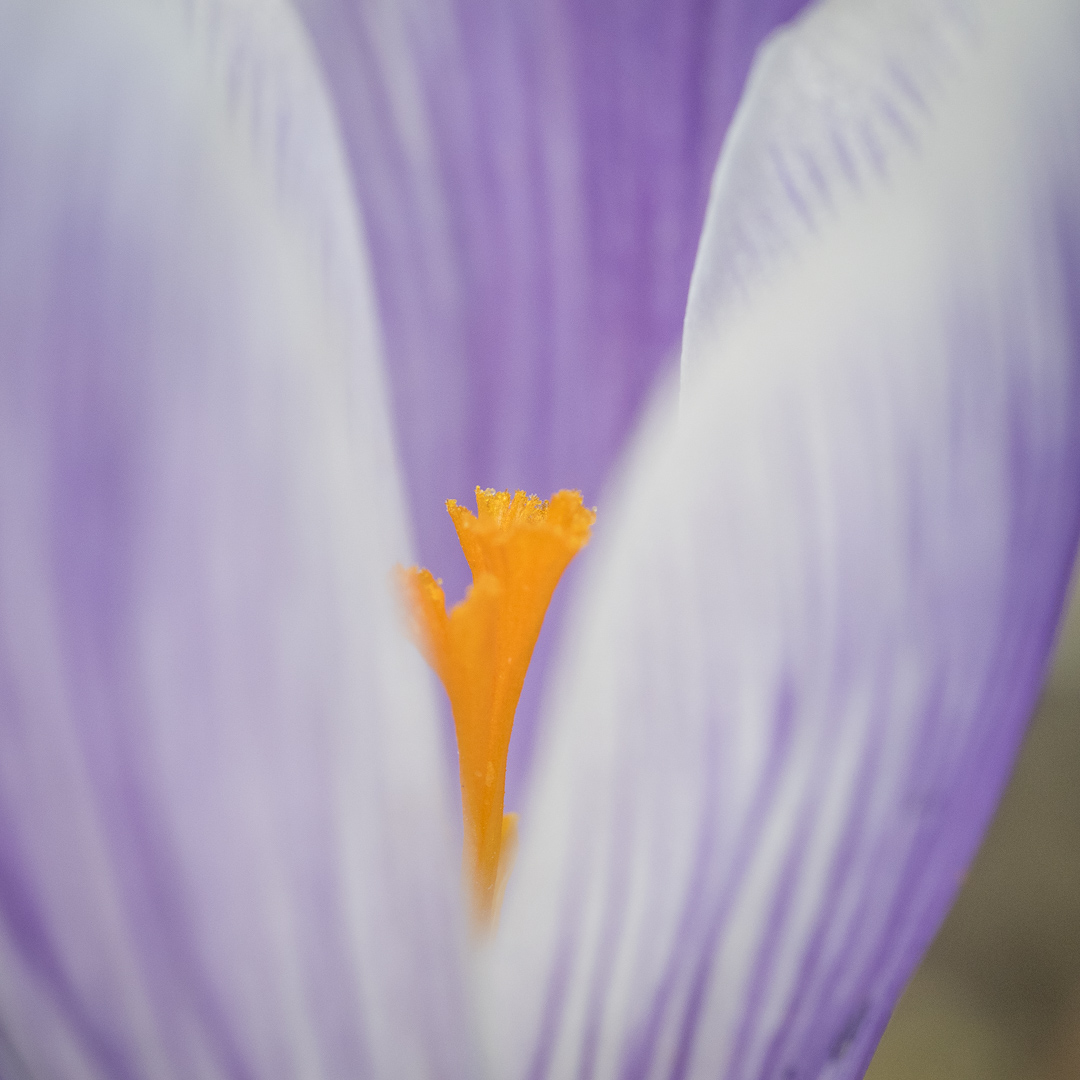 Galeriebild