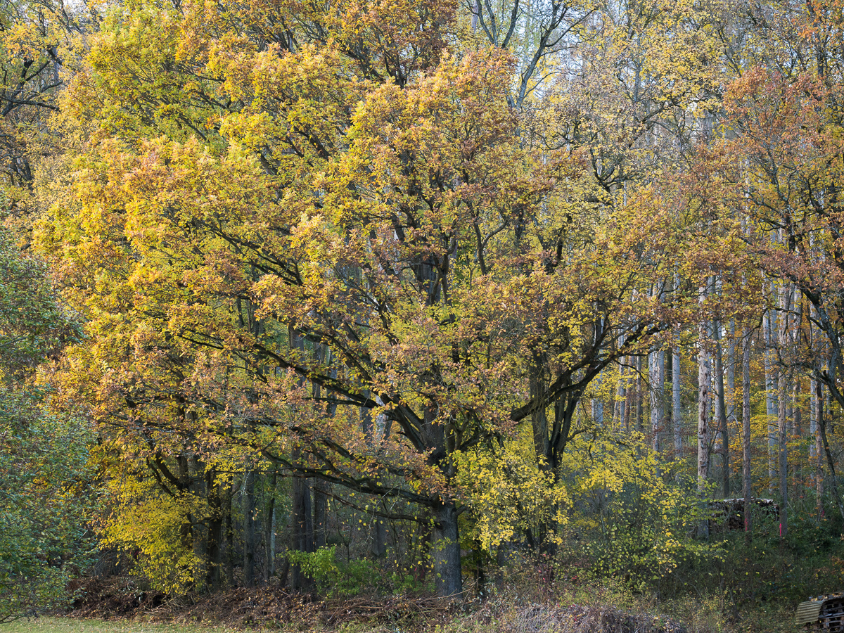 Galeriebild