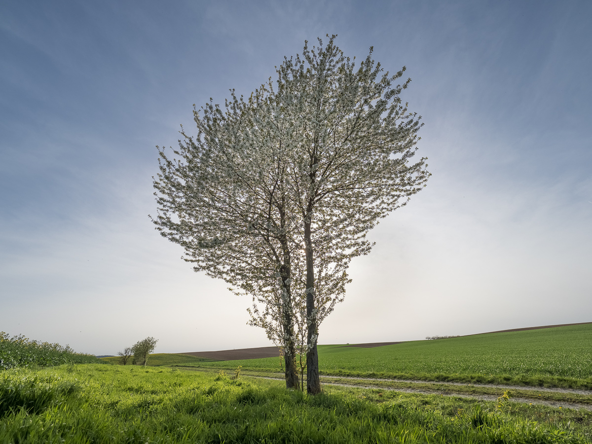 Galeriebild