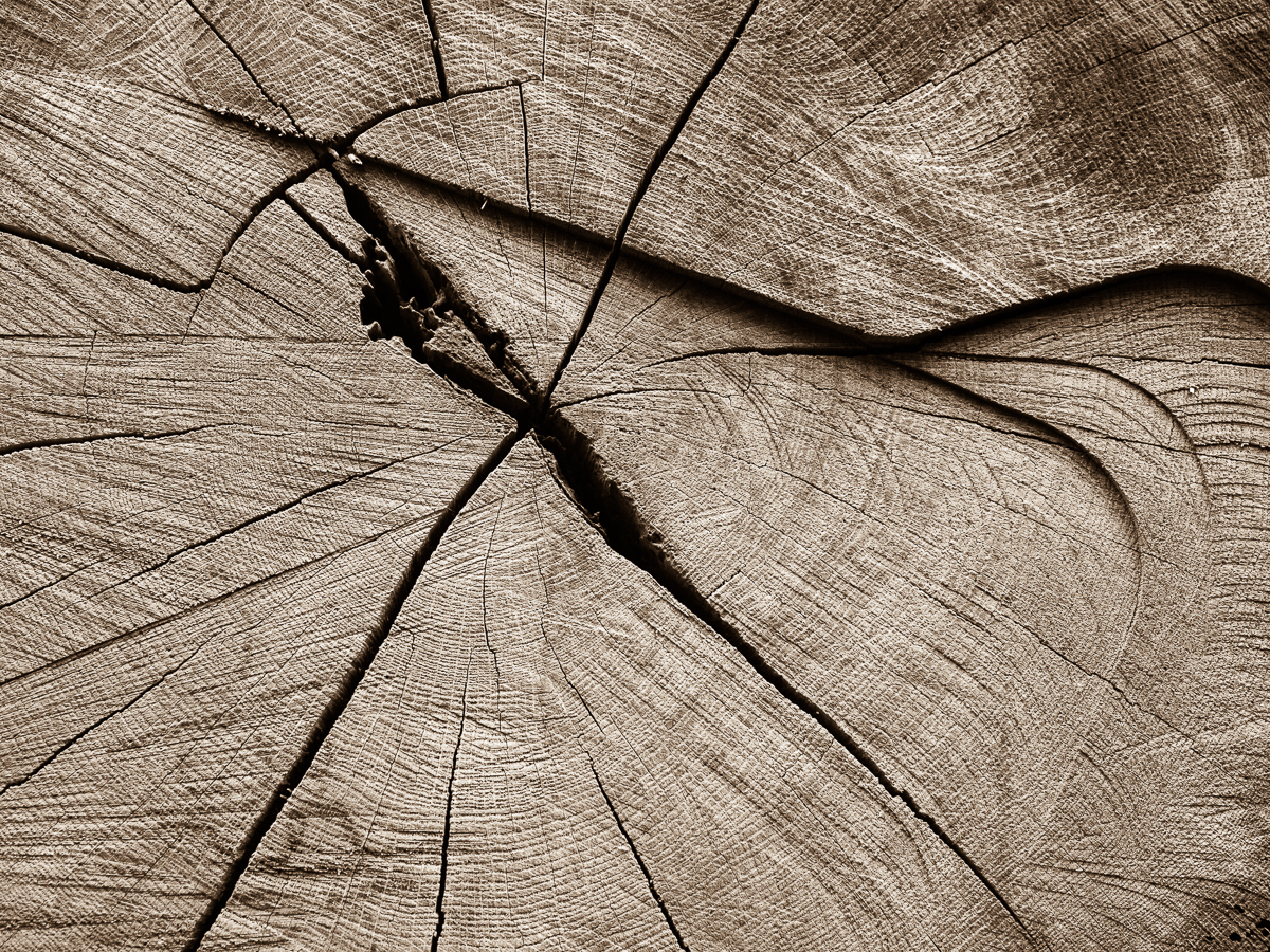 Galeriebild