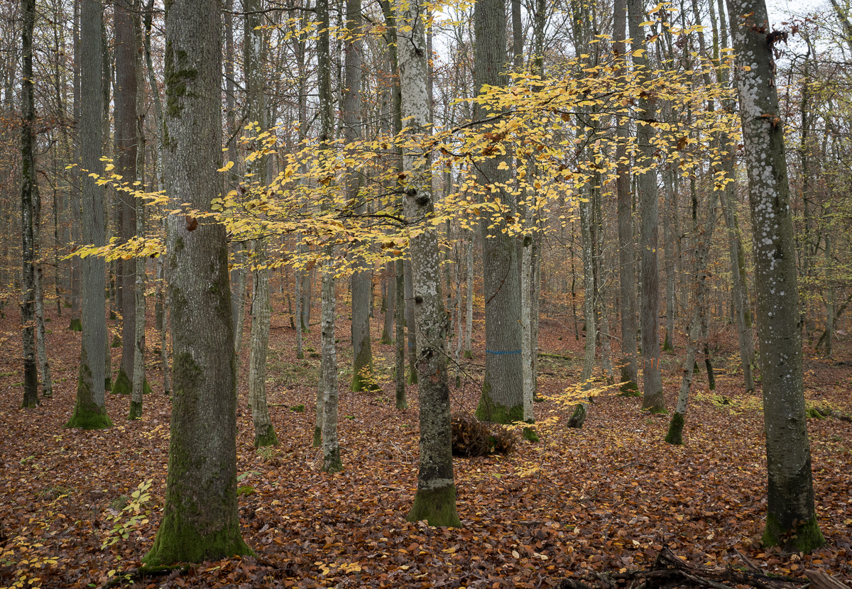 Galeriebild