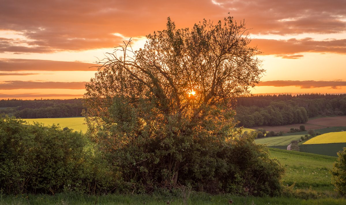 Galeriebild