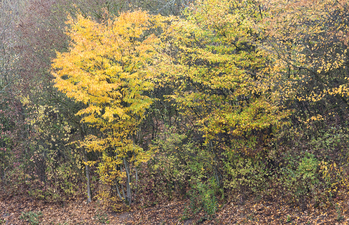 Galeriebild