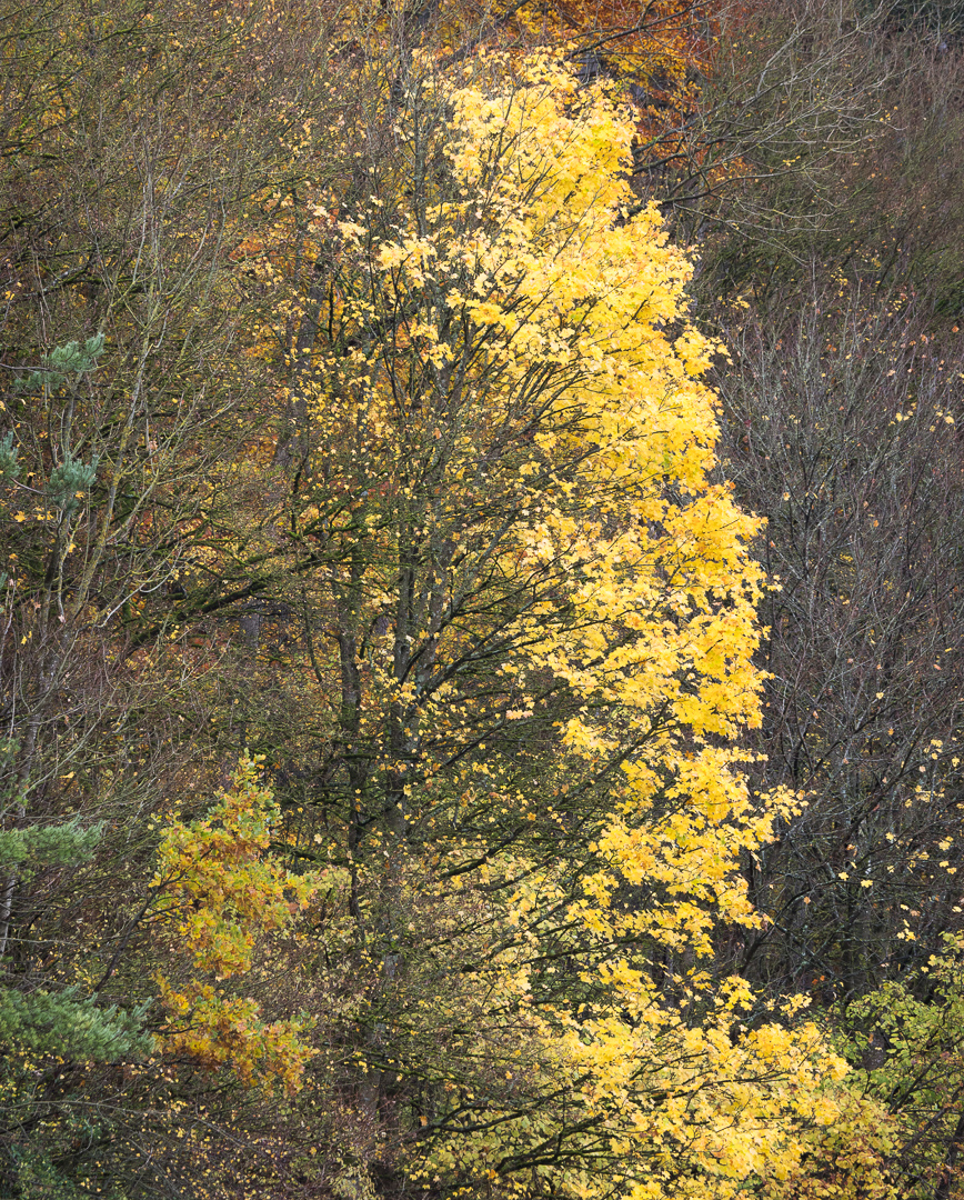 Galeriebild