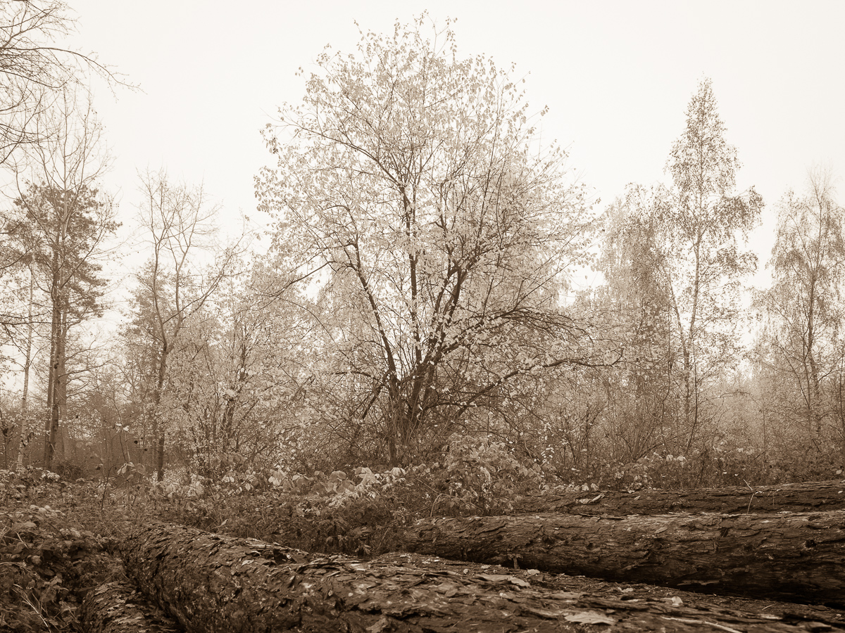 Galeriebild