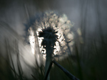 Bild anschauen