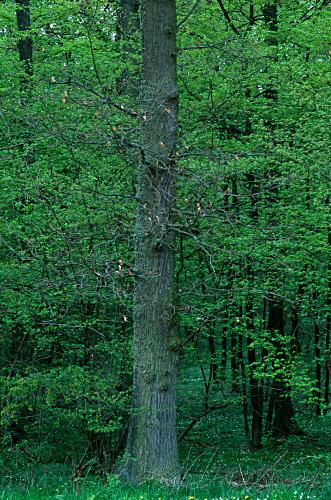Foto Serie Frühjahr 2002