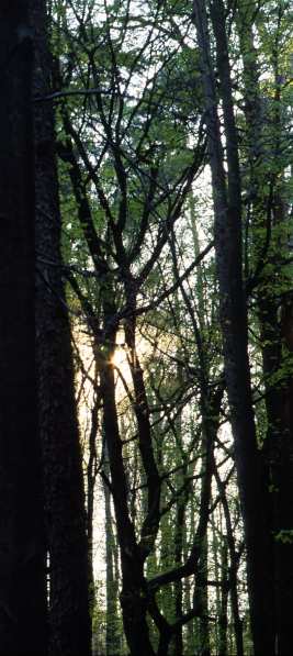 Foto Serie Frühjahr 2003