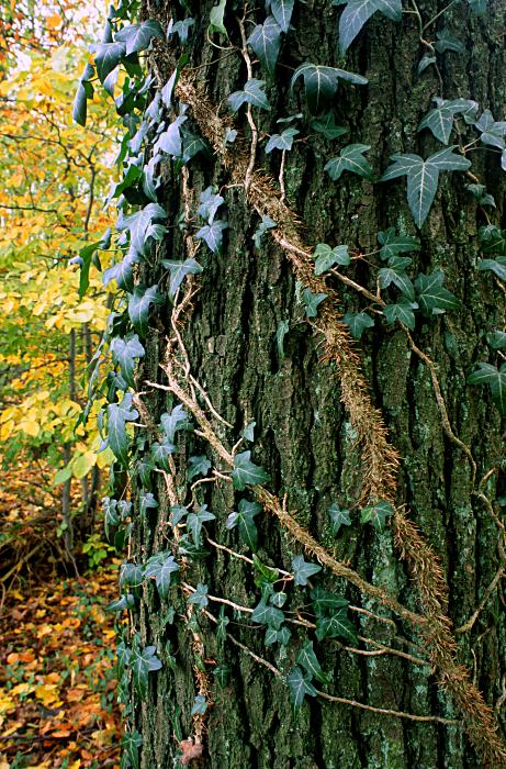 Foto Serie Herbst 2002