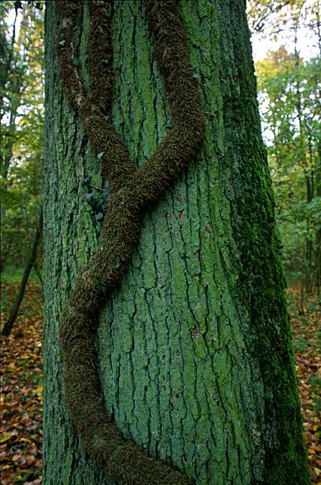 Foto Serie Herbst 2002