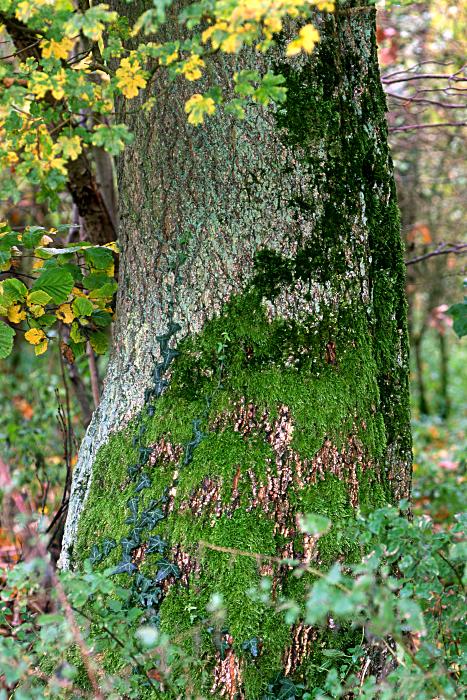 Foto Serie Herbst 2002