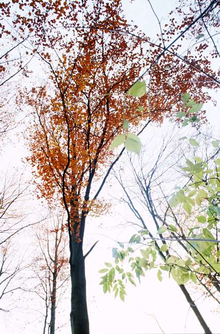 Foto Serie Spätherbst 2003