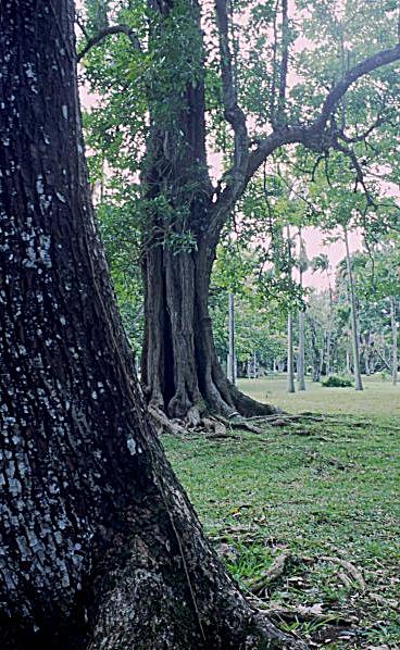 Foto Serie Mauritius 2002