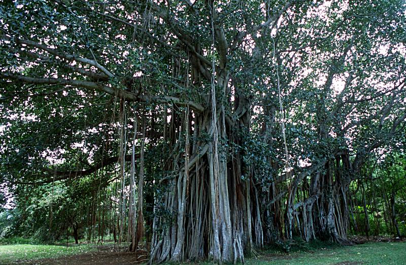 Foto Serie Mauritius 2002